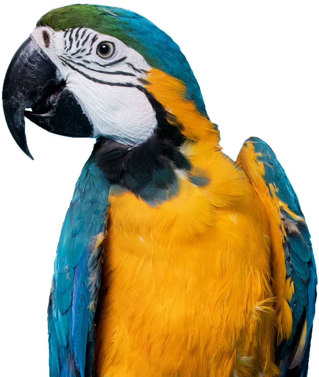 Papagei.png